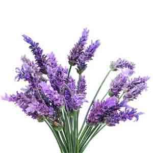 라벤더( Lavender French Premium ) E.O